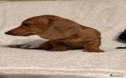 Miniature Dachshund dogs for sale: Ready to leave Miniature dachshunds cearphilly  - Image 33