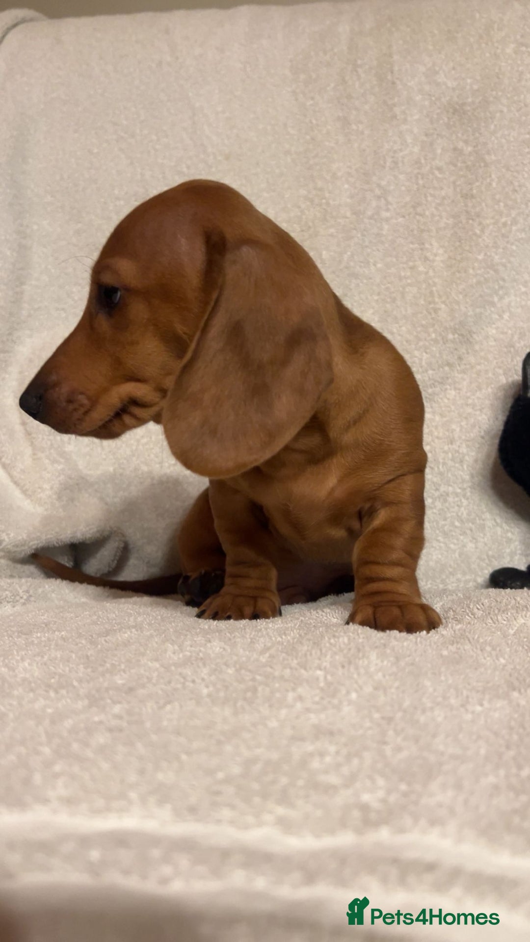 Miniature Dachshund dogs for sale: Ready to leave Miniature dachshunds cearphilly  - Image 33