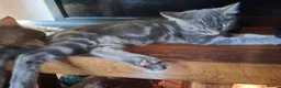 Mixed Breed cats for sale: ⭐️🐈SUPERB BENGAL X RUSSIAN BLUE 🐈⭐️ in Hatfield - Advert 35