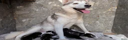 Siberian Husky dogs for sale: Beautiful Siberian husky puppies  in Blackpool - Advert 9