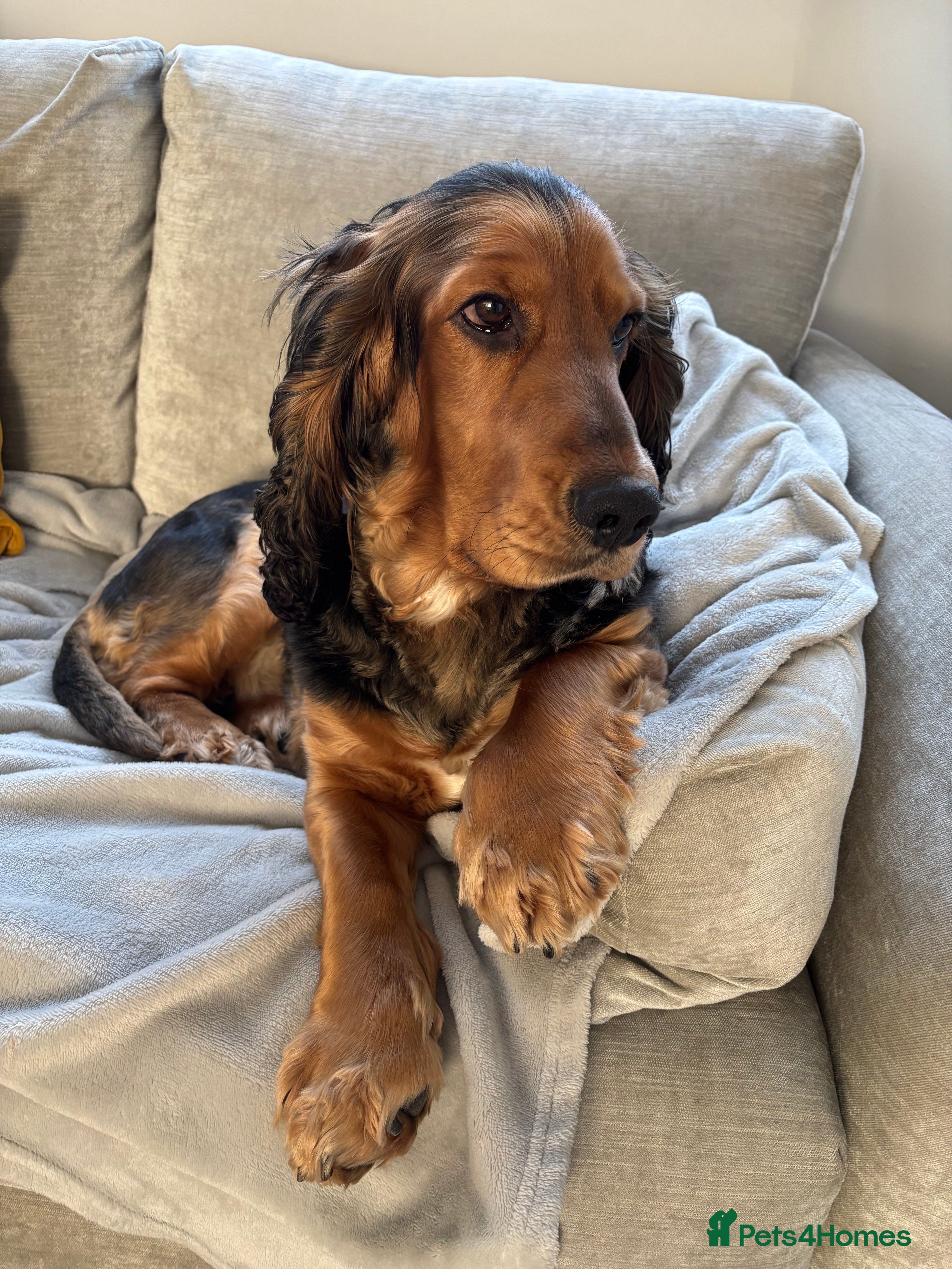 Cocker Spaniel dogs *For stud* Ringo the cocker spaniel - Advert 1