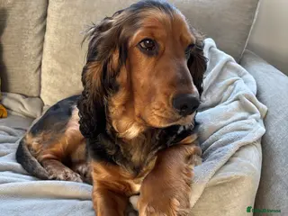 Cocker Spaniel dogs *For stud* Ringo the cocker spaniel - Advert 1