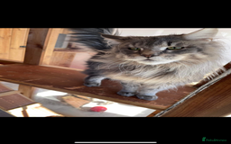 Maine Coon cats for sale: Purr Machines Ready Now - GCCF Reg Maine Coons - Image 32