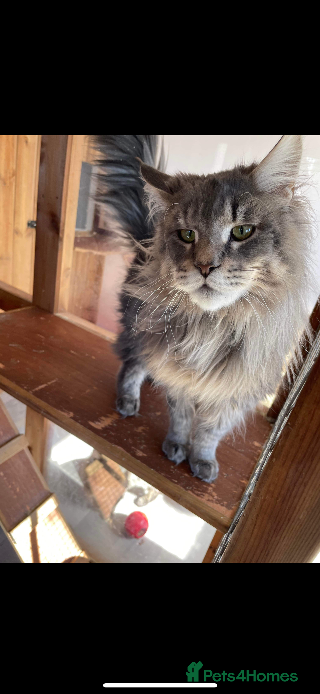 Maine Coon cats for sale: Purr Machines Ready Now - GCCF Reg Maine Coons - Image 32