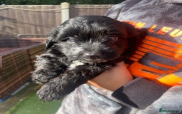 Mixed Breed dogs for sale: Cockapoo x Maltese (Maltipoo) - Image 21