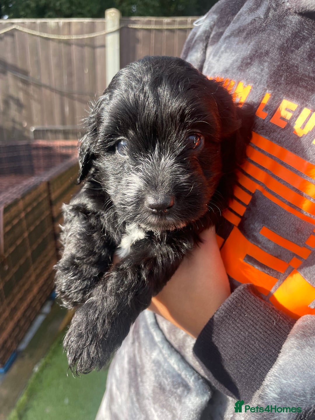 Mixed Breed dogs for sale: Cockapoo x Maltese (Maltipoo) - Image 21