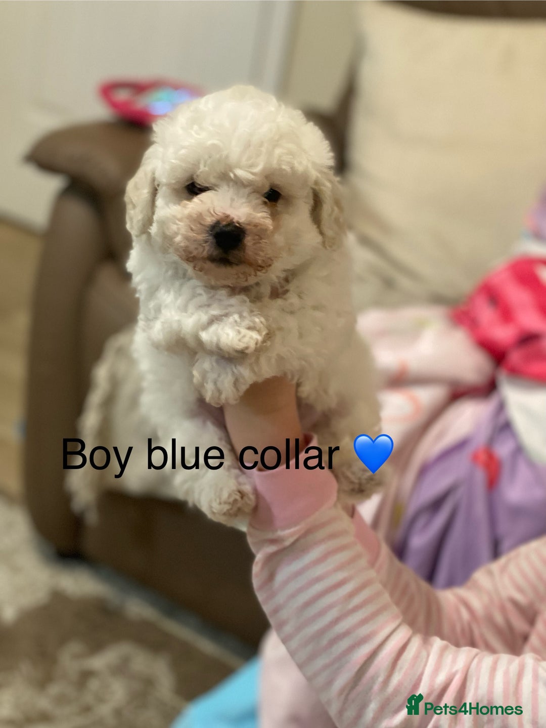 Bichon Frise dogs for sale: Beautiful Bichon frise puppies - Advert 6