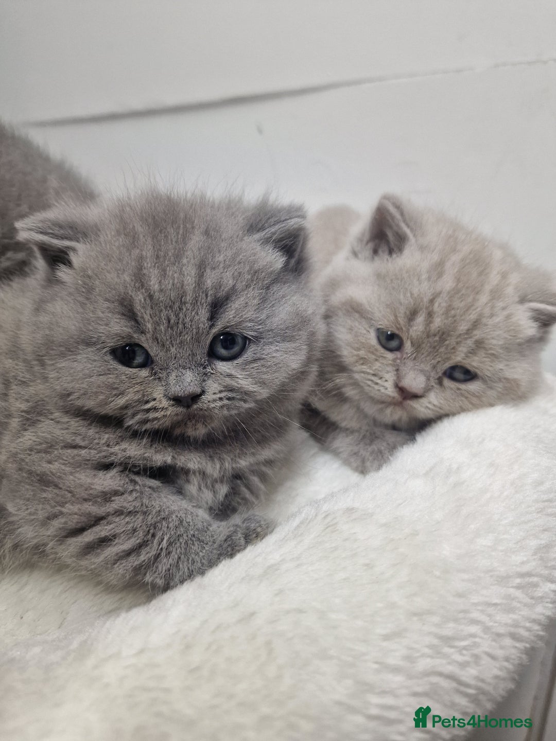 British Shorthair cats for sale: blue boy left. Chunky champion british shorthair - Advert 14