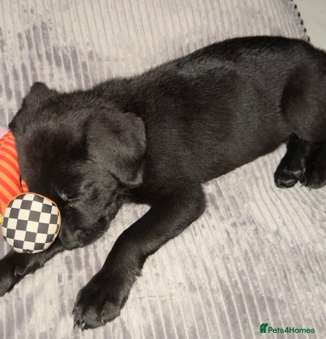 Mixed Breed dogs for sale: Puppy for sale - Image 3