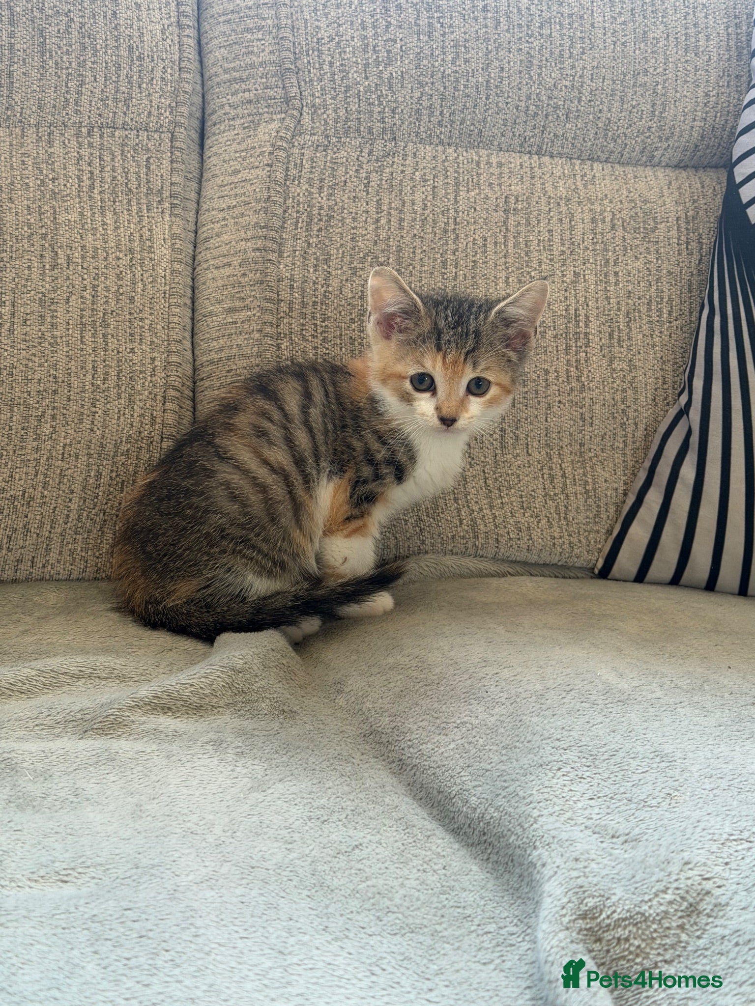 Mixed Breed cats Female kitten  - Advert 2