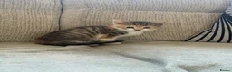 Mixed Breed cats for sale: Female kitten  in Bedworth - Advert 1