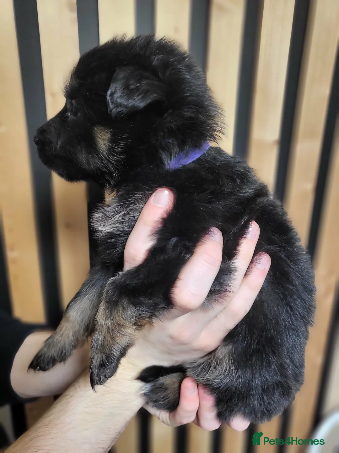 German Shepherd dogs for sale: German Shepherd/Alsatian puppies - Advert 18