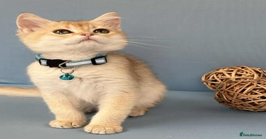British Shorthair cats - Advert 1