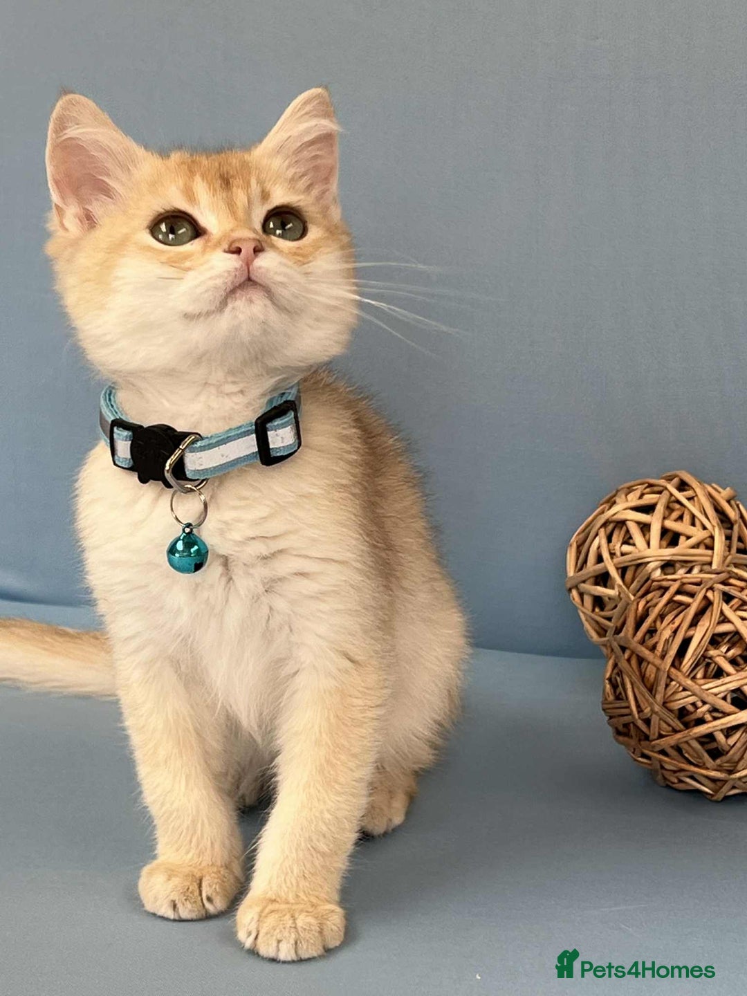 British Shorthair cats for sale: 🫶GCCF - NY12 Golden British Shorthair kittens 🫶 - Image 7