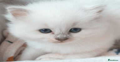 Ragdoll cats - Advert 2