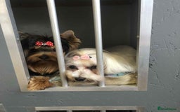 Morkie dogs for sale: Stunning F1 Morkie Puppies - Image 23