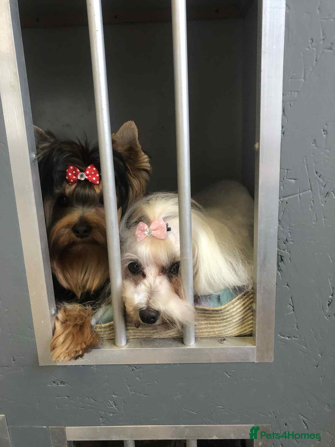 Morkie dogs for sale: Stunning F1 Morkie Puppies - Image 23