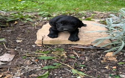 Mixed Breed dogs for sale: Naturally reared pups - Image 10