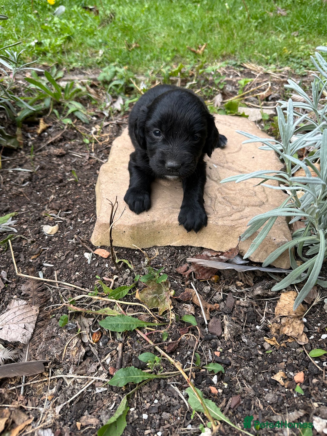 Mixed Breed dogs for sale: Naturally reared pups - Image 10