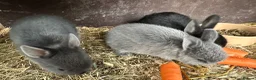 Netherland Dwarf rabbits for sale: Baby Netherland Dwarfs Rabbits  - Advert 7