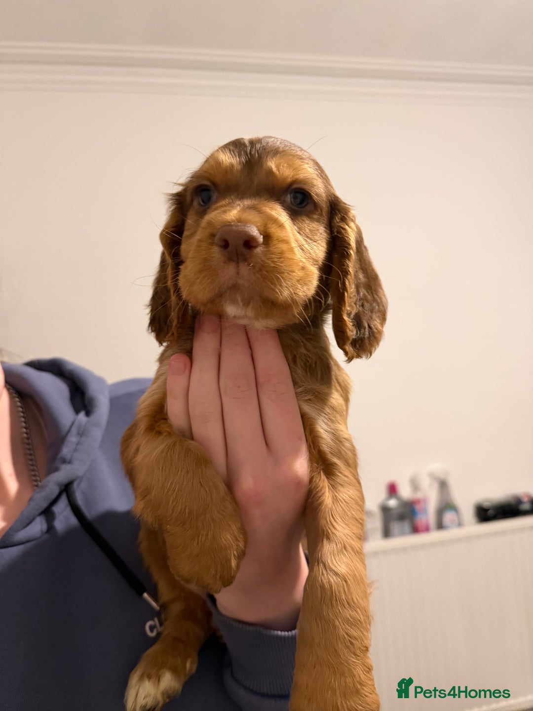 Cocker Spaniel dogs for sale: FEMALE CHOC WORKING COCKER LEFT! - Advert 30