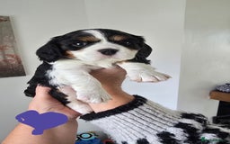 Cavalier King Charles Spaniel dogs for sale: Gorgeous  Cavalier King Charles  Puppies forsale . - Image 9