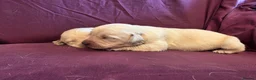 Goldador dogs for sale: Gorgeous KC Line Goldador Puppies 🐾  - Advert 26