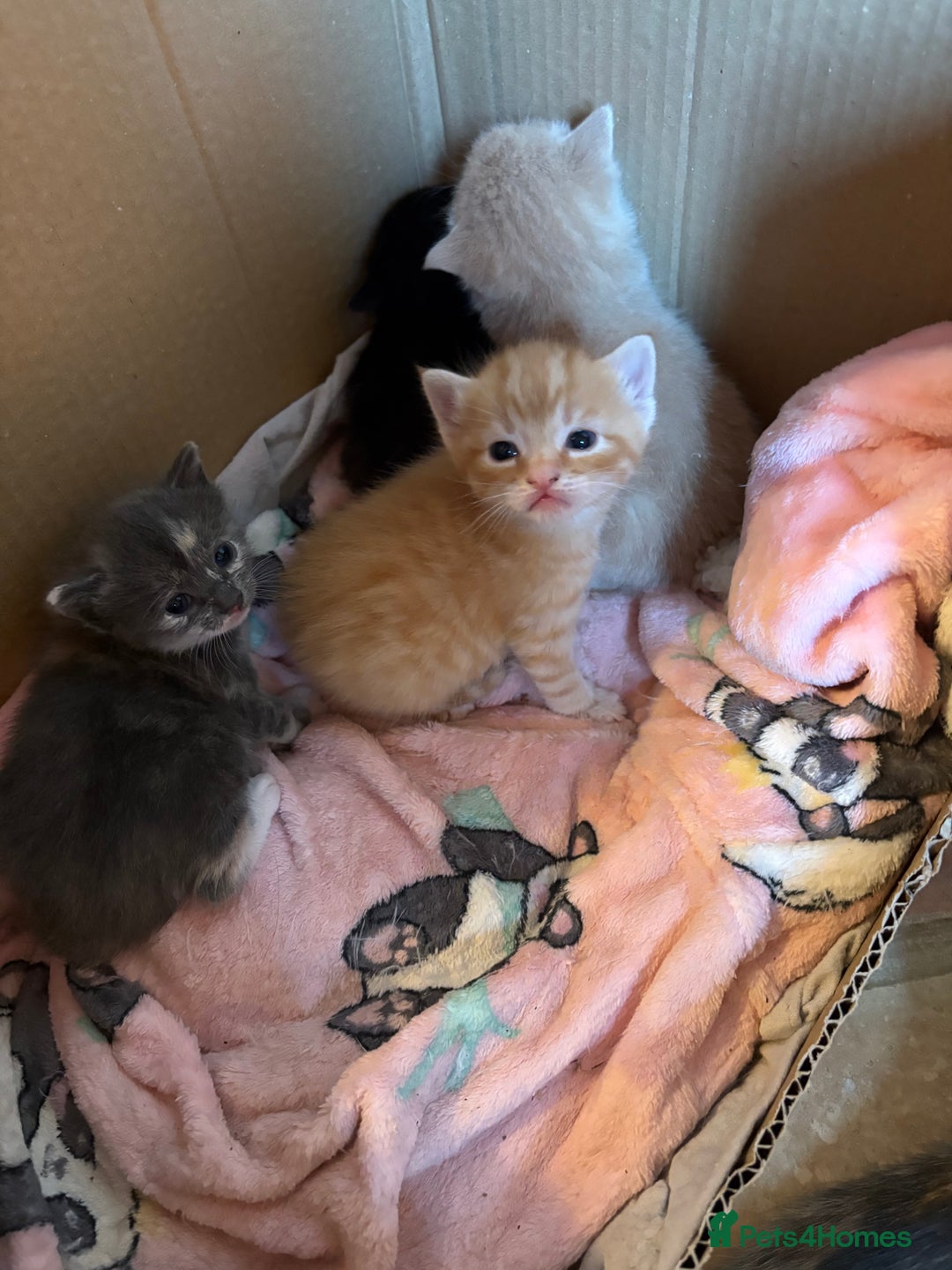 Mixed Breed cats for sale: Beautiful family kittens - Advert 5