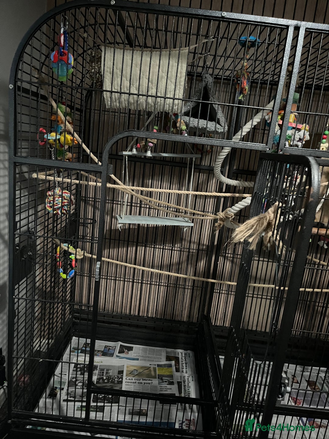 Cockatiels birds for sale: Breeding pair of birds  - Advert 3