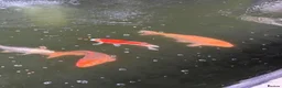 Koi Carp fish for sale: Large Koi Pond Closure in Leeds - Advert 2