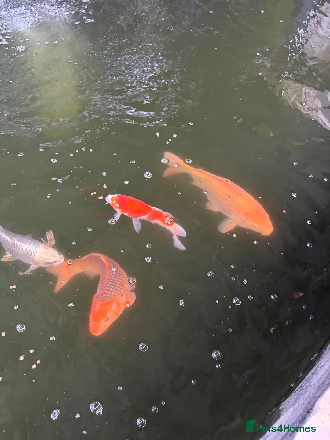 Koi Carp fish for sale: Large Koi Pond Closure in Leeds - Advert 2