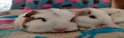 Guinea Pig rodents for sale: Baby Boars In Different Breeds  - Advert 23