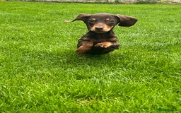 Miniature Dachshund dogs for sale: Miniature Dachshund Boys and Girls - Image 17
