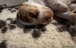 Cocker Spaniel dogs for sale: Kc registered show type cocker spaniel puppies - Image 18