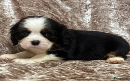 Cavalier King Charles Spaniel dogs for sale: BEAUTIFUL CAVALIER PUPPIES READY TO LEAVE! - Image 14