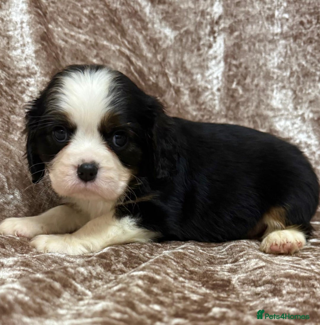 Cavalier King Charles Spaniel dogs for sale: BEAUTIFUL CAVALIER PUPPIES READY TO LEAVE! - Image 14
