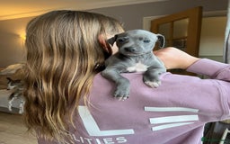 Italian Greyhound dogs for sale: 🐾kc registered Italian greyhound puppies 🐾 - Image 26