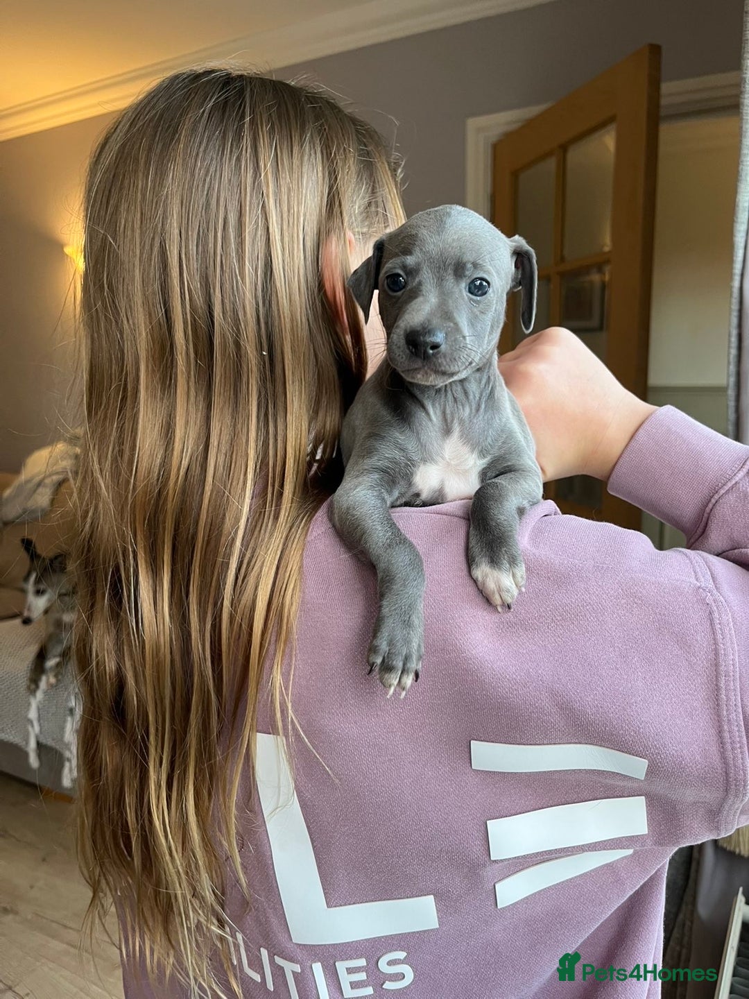 Italian Greyhound dogs for sale: 🐾kc registered Italian greyhound puppies 🐾 - Image 26
