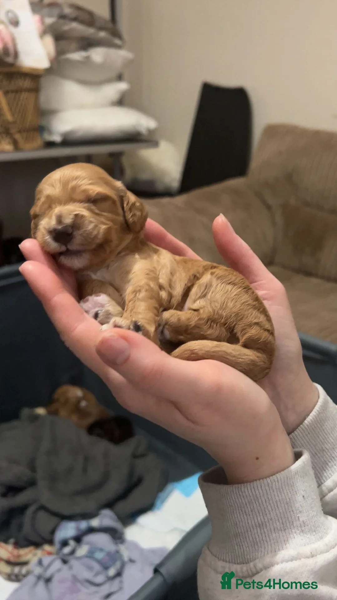 Cockapoo dogs for sale: Beautiful cockapoo puppies - Advert 4