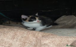 British Shorthair cats for sale: Gorgeous female kittens ready now - Image 7