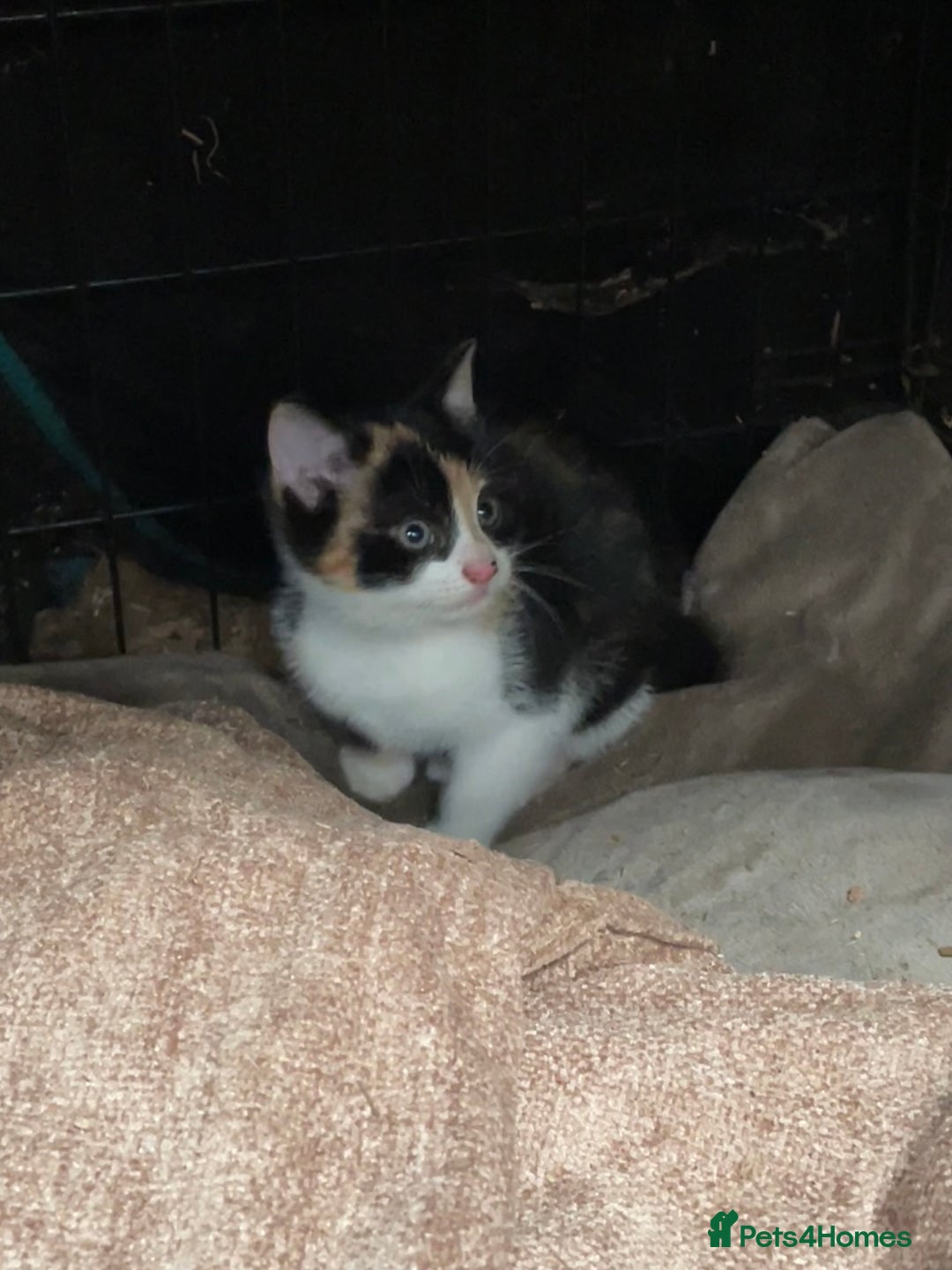 British Shorthair cats for sale: Gorgeous female kittens ready now - Image 7