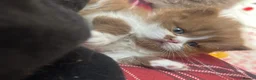 British Longhair cats for sale: ✨ Stunning TICA Reg British Longhair Kittens in Felixstowe - Advert 5