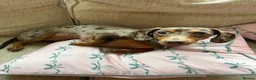 Dachshund dogs for sale: Male neutered dachshund  in Lee-on-the-Solent - Advert 6