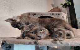 Maine Coon cats for sale: Stunnig Maine coon kittens  - Image 2