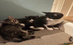 Mixed Breed cats for sale: Cuddly Kittens  - Image 4