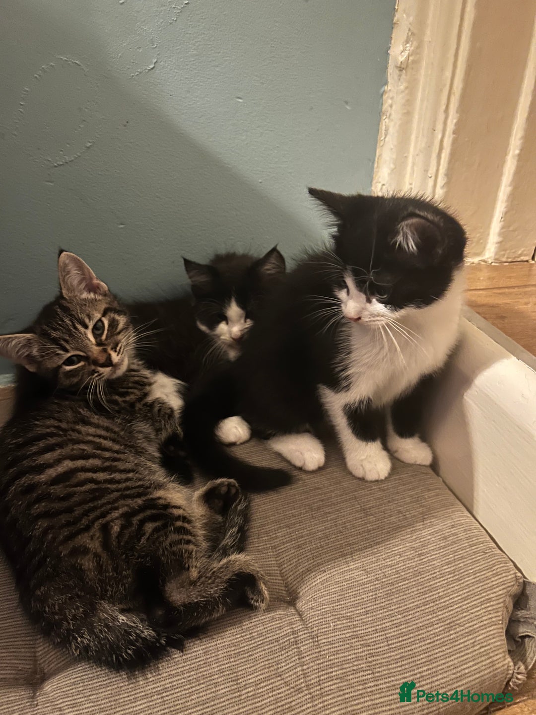 Mixed Breed cats for sale: Cuddly Kittens  - Image 4