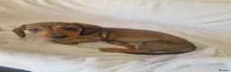 Miniature Dachshund dogs for sale: Beautiful miniature daschunds  - Advert 24