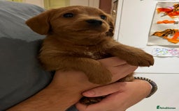 Labradoodle dogs for sale: Ready Now Miniature Fox Red Labradoodles  - Advert 7