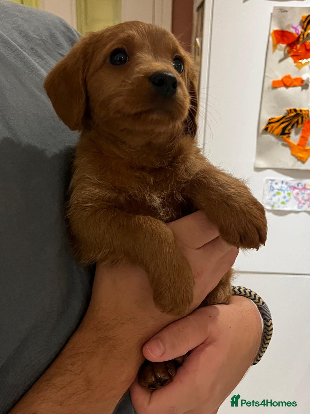 Labradoodle dogs for sale: Ready Now Miniature Fox Red Labradoodles  - Advert 7