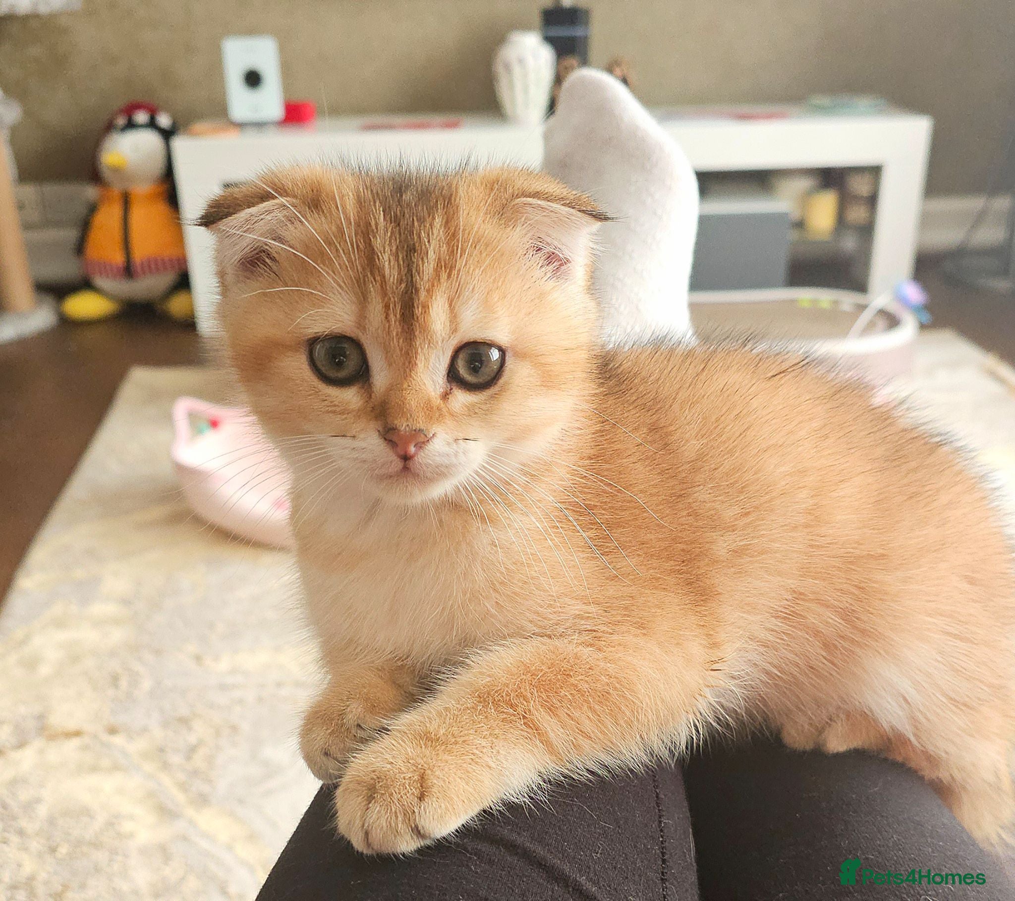 Scottish Fold cats Pedigree😻SF TICA registered😻kittens😻 - Advert 1